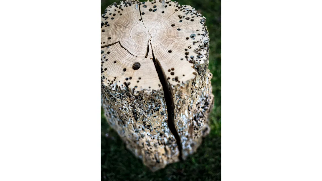 Sgabello Bricola Venezia Stool in legno massello di Briccola di Riva1920